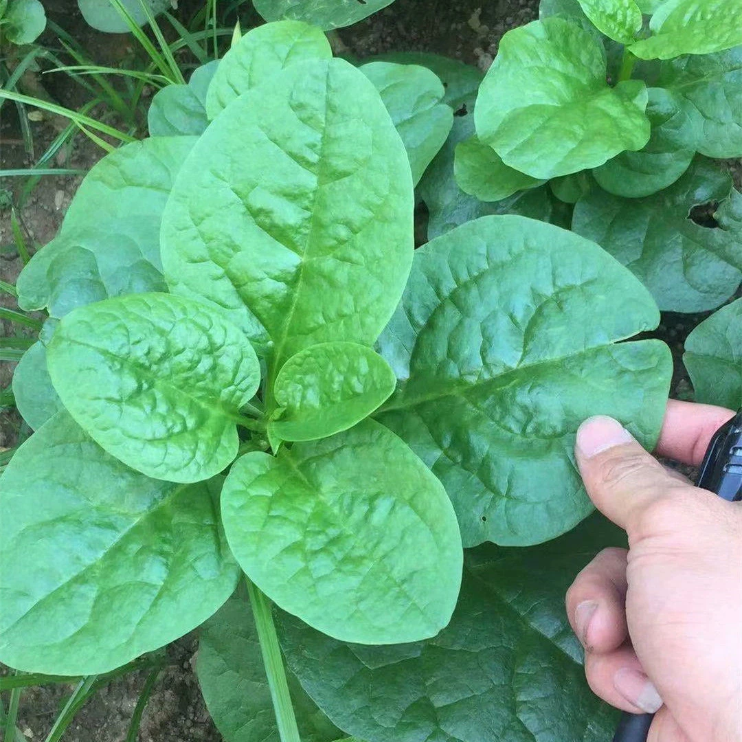大叶木耳菜种子肉厚豆腐菜种籽四季爬藤春夏农家阳台盆栽蔬菜种子