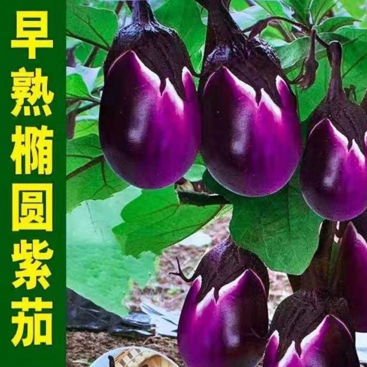 本地茄子种子紫罐茄种子牛心紫黑罐茄春季四季播蔬菜种子