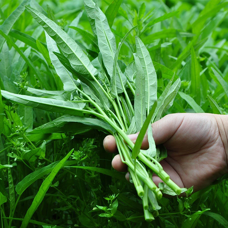 空心菜大叶柳叶竹叶空心菜四季盆栽蔬菜种子大籽孑速生蔬菜菜籽