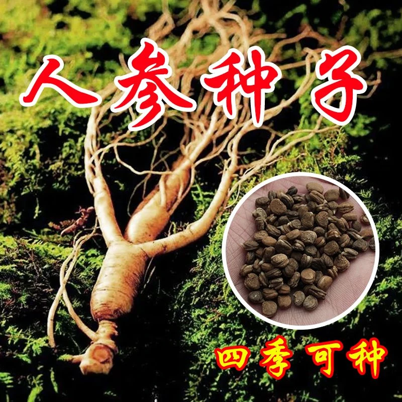 人参籽长白山带芽人参种子野山参苗子种植中药材红参