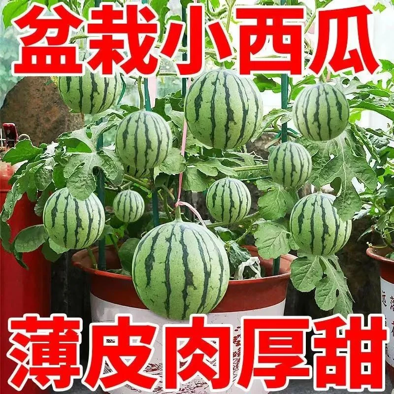 甜蜂蜜小西瓜种子无籽小西瓜种籽四季易种阳台庭院盆栽水果种子