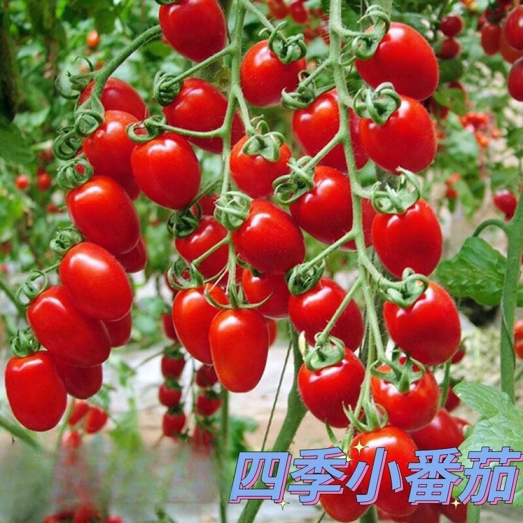 小番茄种子四季樱桃番茄种子圣女果种子庭院阳台盆栽水果种籽