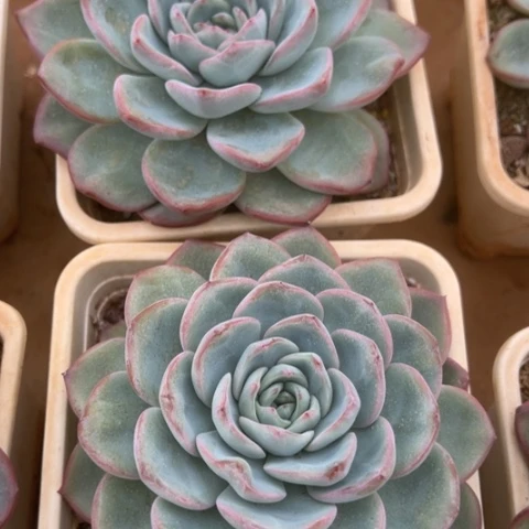 泡芙单头 两颗 裸根发货