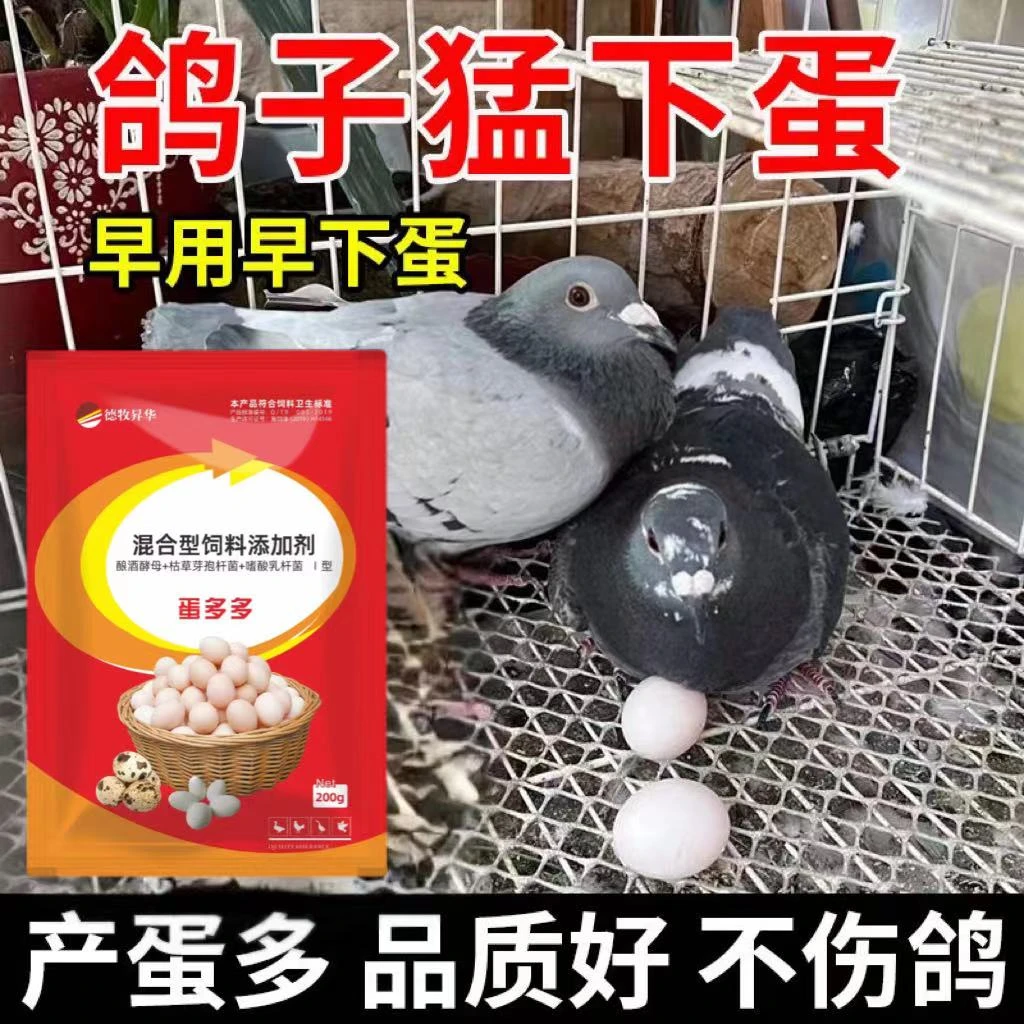 鸽子蛋多多斑鸠快速配对繁殖快下蛋快专治老鸽不下蛋不受精软壳蛋