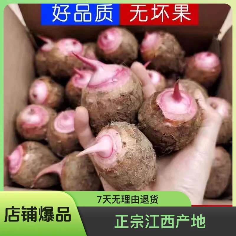 正宗江西永新现挖农家红芽芋头新鲜软滑糯奶红嘴红梗毛芋艿小香芋