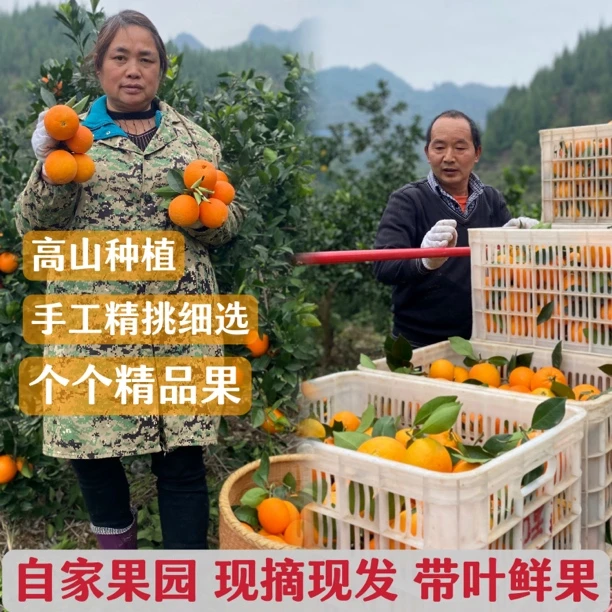 【林子子专属】自家果园现摘现发高山阳光橙原生态高品质重庆脐橙