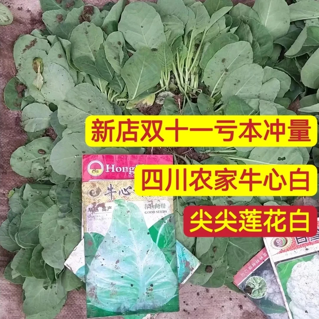 四川本地农家纯尖莲花白包菜尖莲花白秧牛心白甘兰包心菜甘蓝菜苗