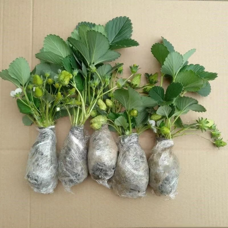 四季奶油草莓苗秧苗种苗原盆原土盆栽地栽阳台绿植当年栽家庭冬季