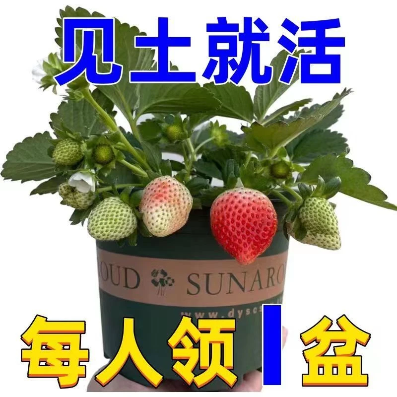 (15天结果)奶油草莓秧苗盆栽四季阳台种植南黑色北方优质种花小苗