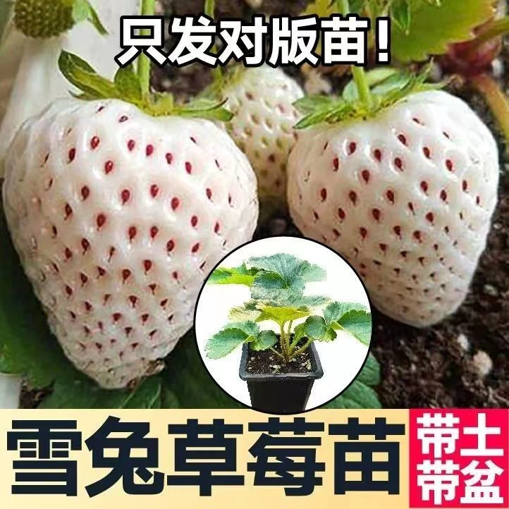 优质裸根苗草莓苗奶油草莓白雪公主草莓室内盆栽白草莓高产草莓苗