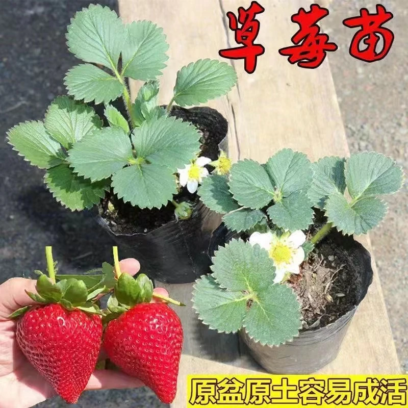 原土奶油草莓苗盆栽室内南北方阳台四季结果家庭种植庭院植物花卉