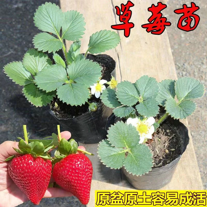 原土奶油草莓苗盆栽室内南北方阳台四季结果家庭种植庭院植物花卉