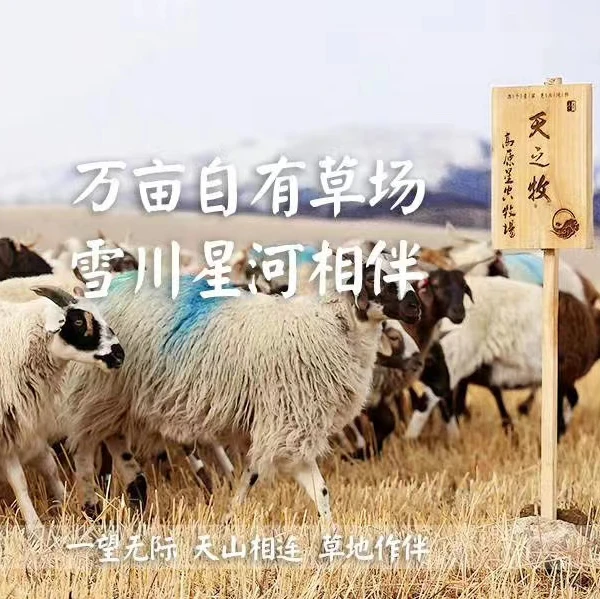【天之牧甄选】青藏高原藏羊 /半只羊