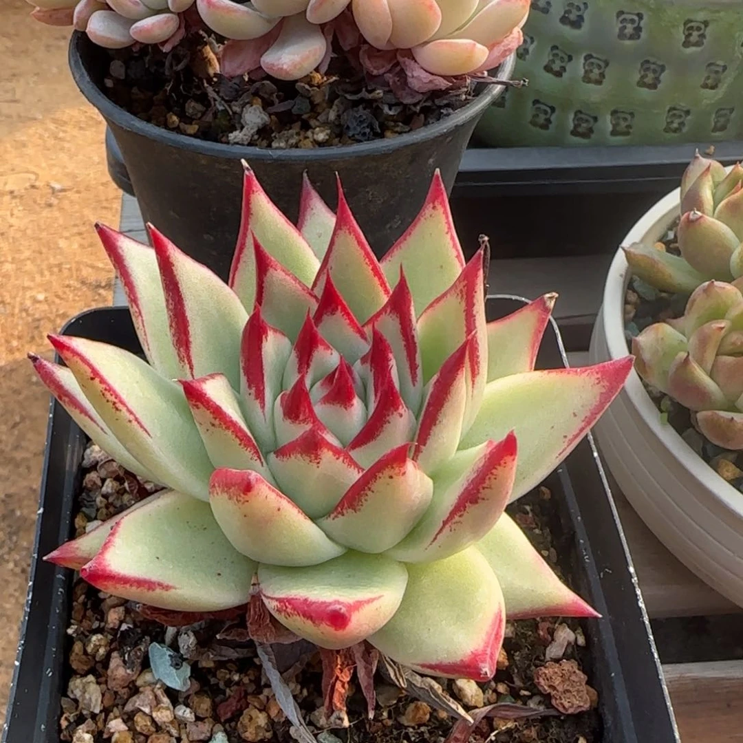 平****本乌木杂交五十包邮