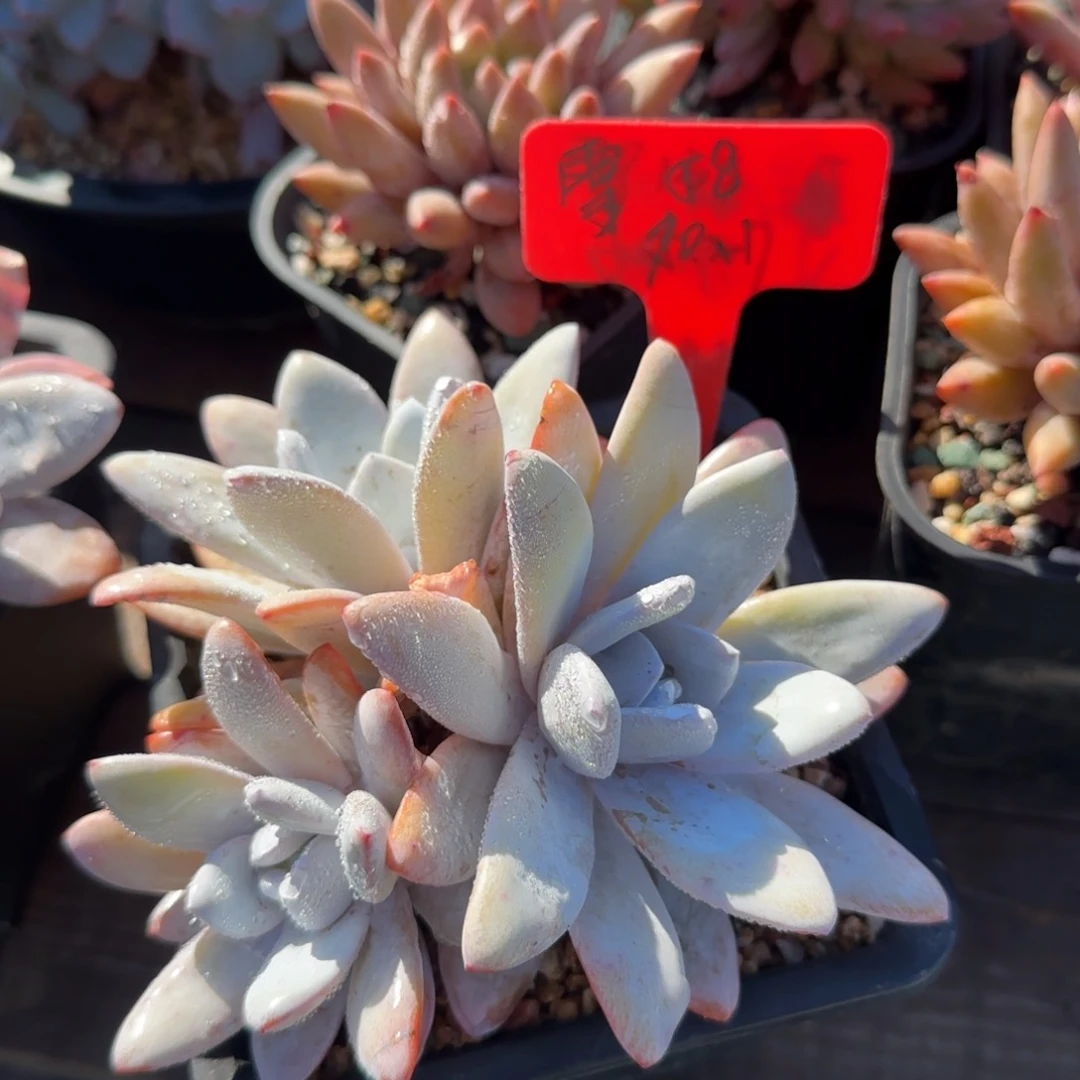 雪莲老桩多肉先生