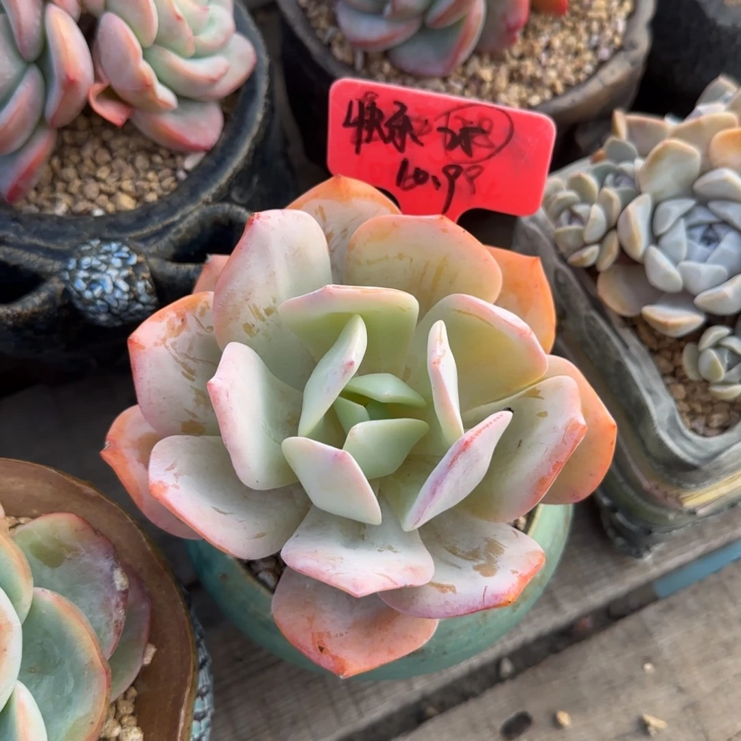 奶茶单头多肉先生