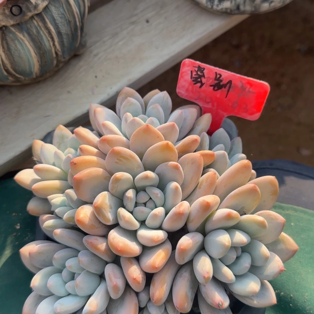 香水老桩多肉先生