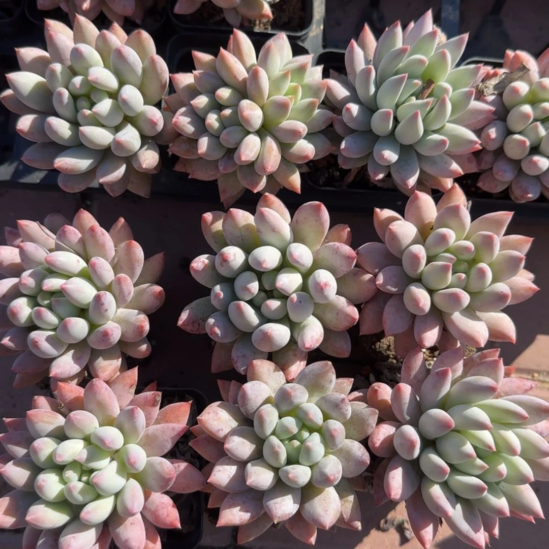 一颗所罗门 15 老桩多肉先生