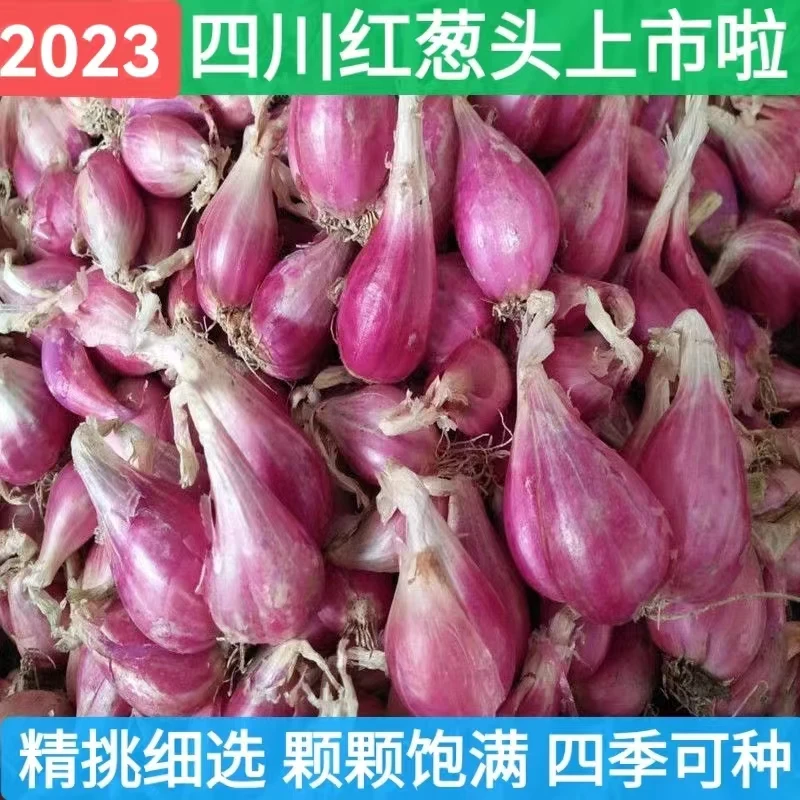 火葱头四季小香葱种子1- 5斤葱小葱种籽红葱头阳台蔬菜可盆栽小葱