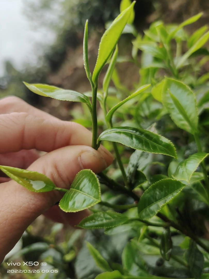 桂林平乐瑶山农家柴火灶自制油茶叶1斤