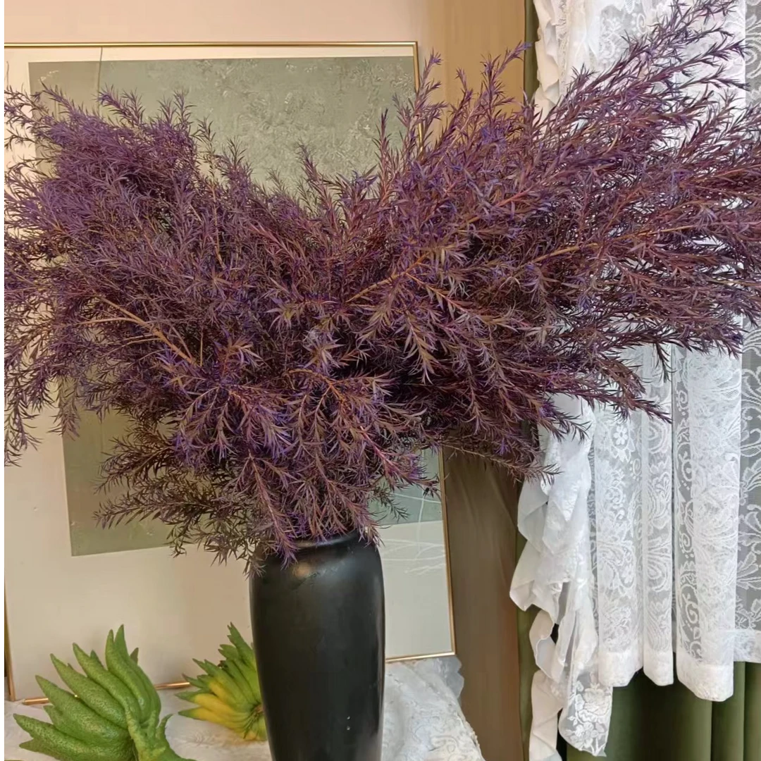 （紫气东来）暗夜魅紫千层金高品质云南直发家居好物（可做干花）
