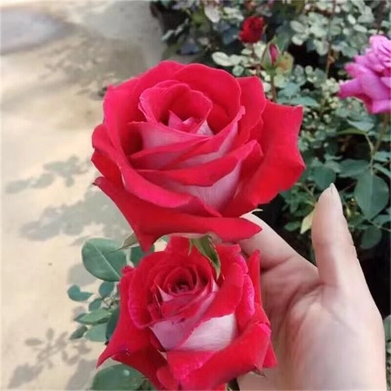 （不包售后）莫妮卡贝鲁奇月季花大花浓香切花玫瑰四季开花