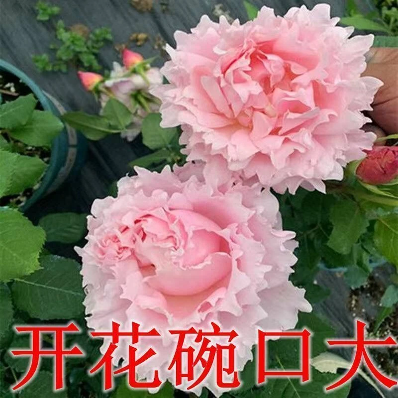 （不包售后）索菲罗莎月季大花特别浓香