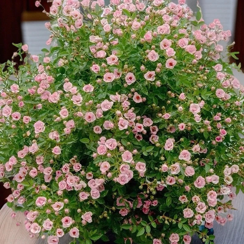 杆高60  超威棒棒糖 粉色多头勤花开花机器四季开花重瓣微型养护