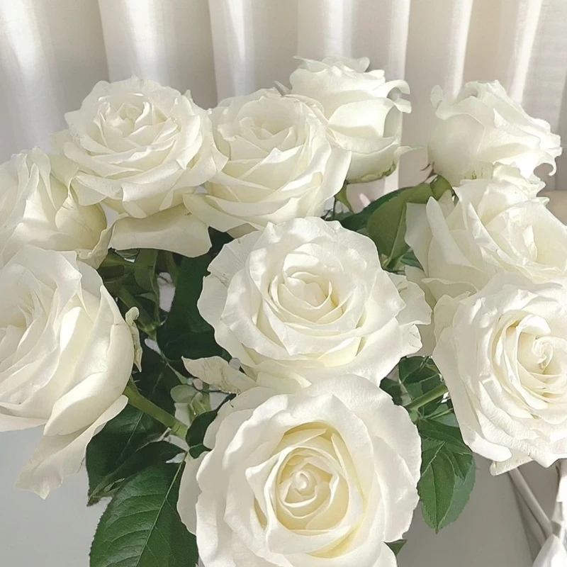 高杆开花白色巧克力棒棒糖树桩月季白色切花重瓣耐热耐寒奶油色