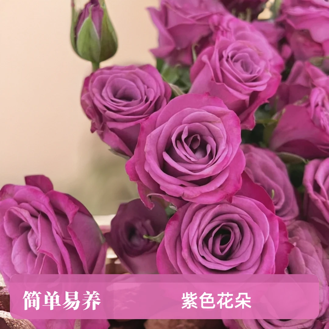 冥王星紫美人棒棒糖树桩树状月季花苗阳台庭院紫色系列重瓣香味