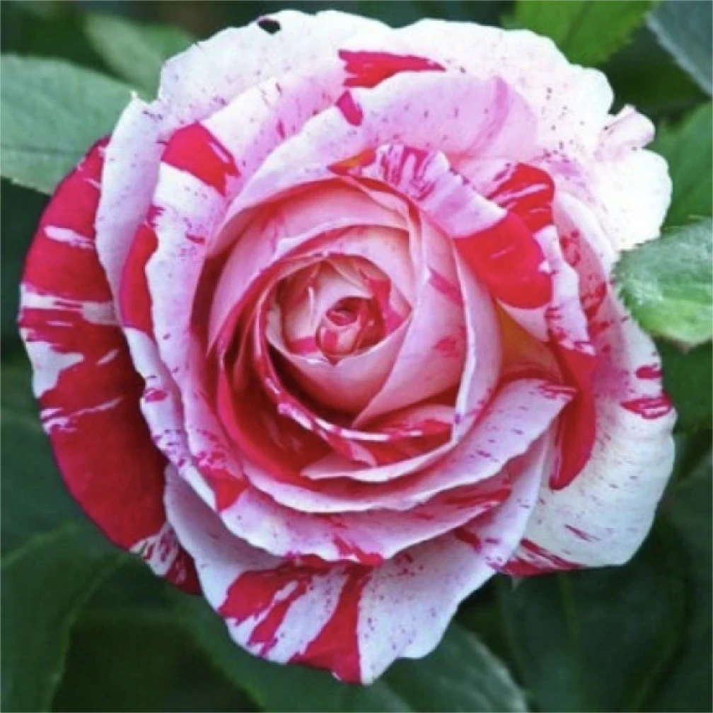 杆高70~80 节日礼花树桩月季棒棒糖 黑白相间大花浓香四季开花