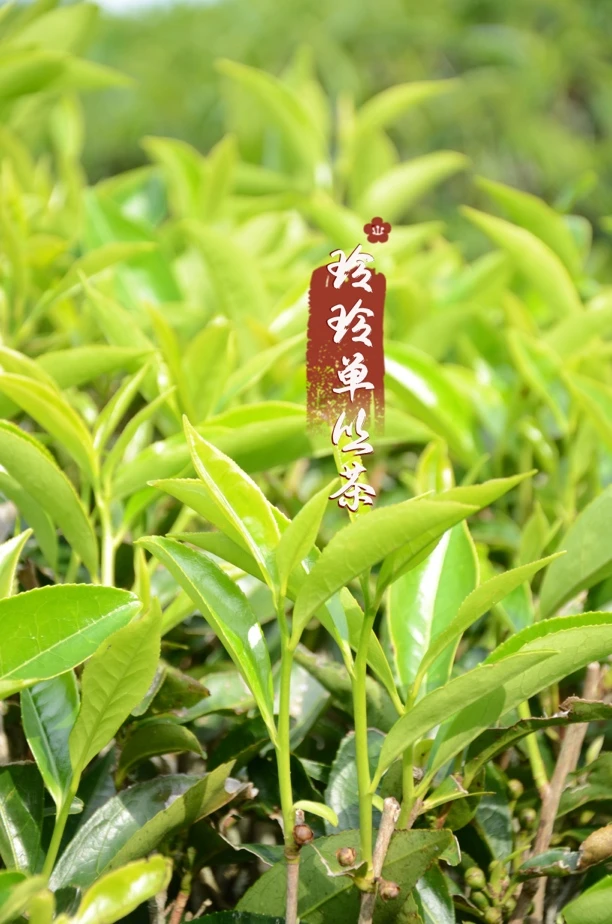 凤凰单丛开播福利春蜜兰香-醇厚饱满回甘好(礼盒随机)