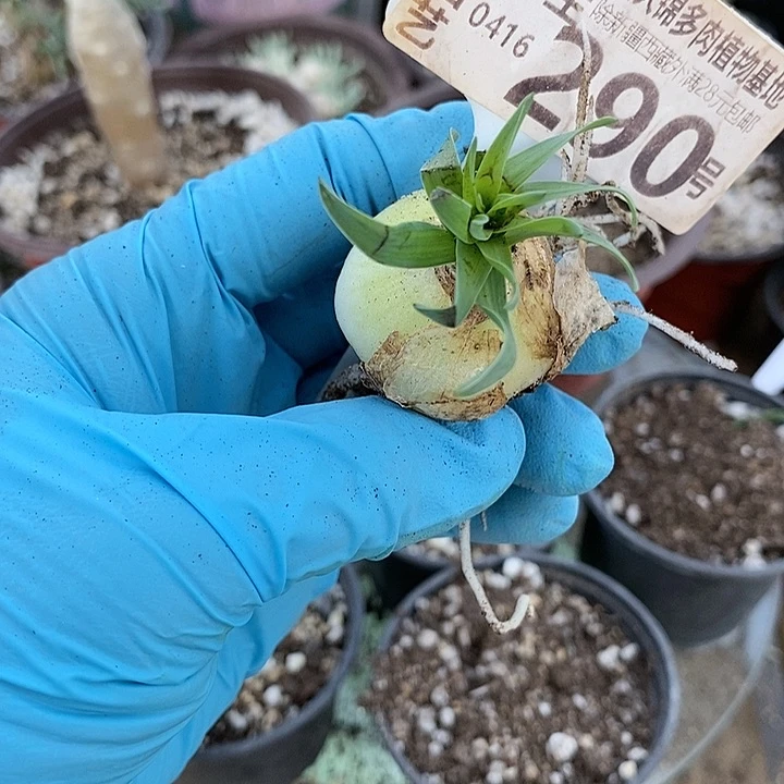 弯*290一一一一一一一一一