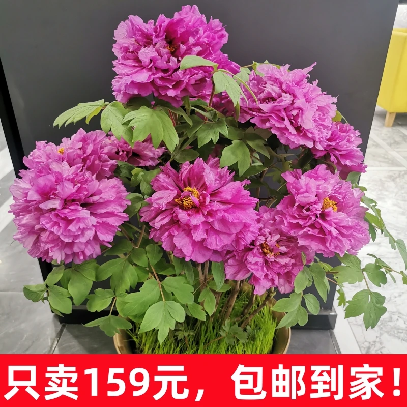 【省内发货顺丰包邮】春节年宵鲜花盆栽菏泽牡丹带花苞春节催花牡丹