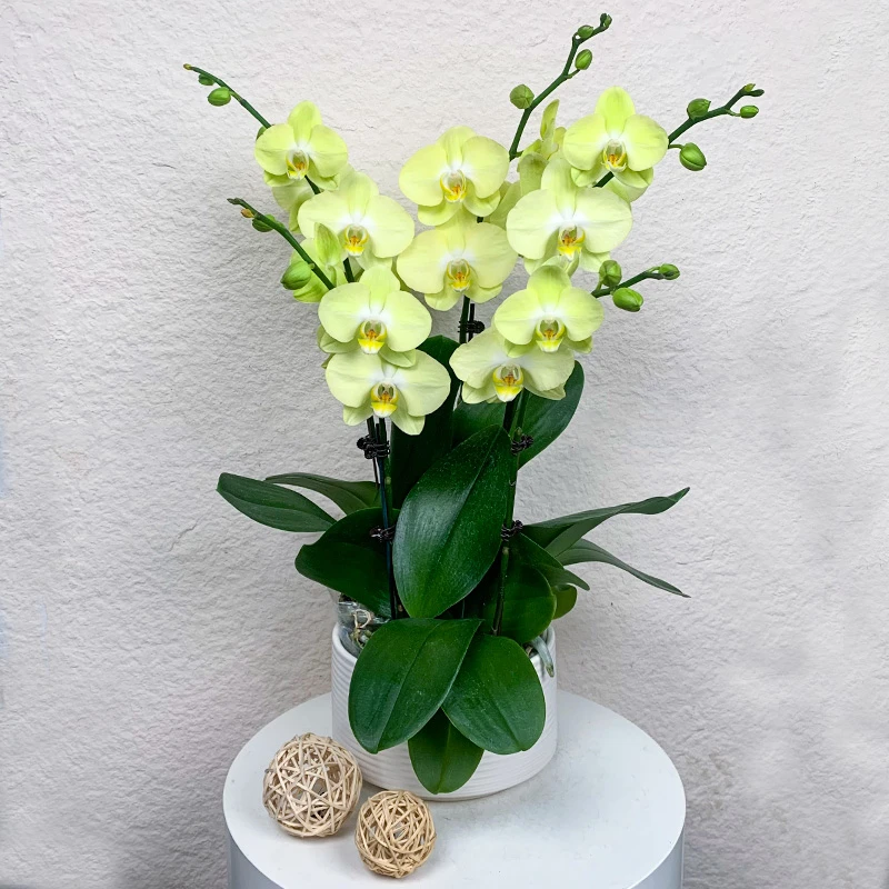 【青睐】欧品鲜花蝴蝶兰 稀有青绿色系 高端桌面花卉盆栽