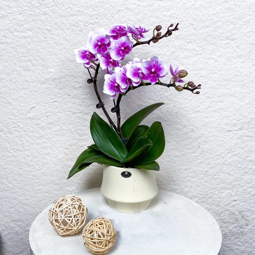 【可爱多】鲜花蝴蝶兰 粉白色浪漫高级感家居花卉