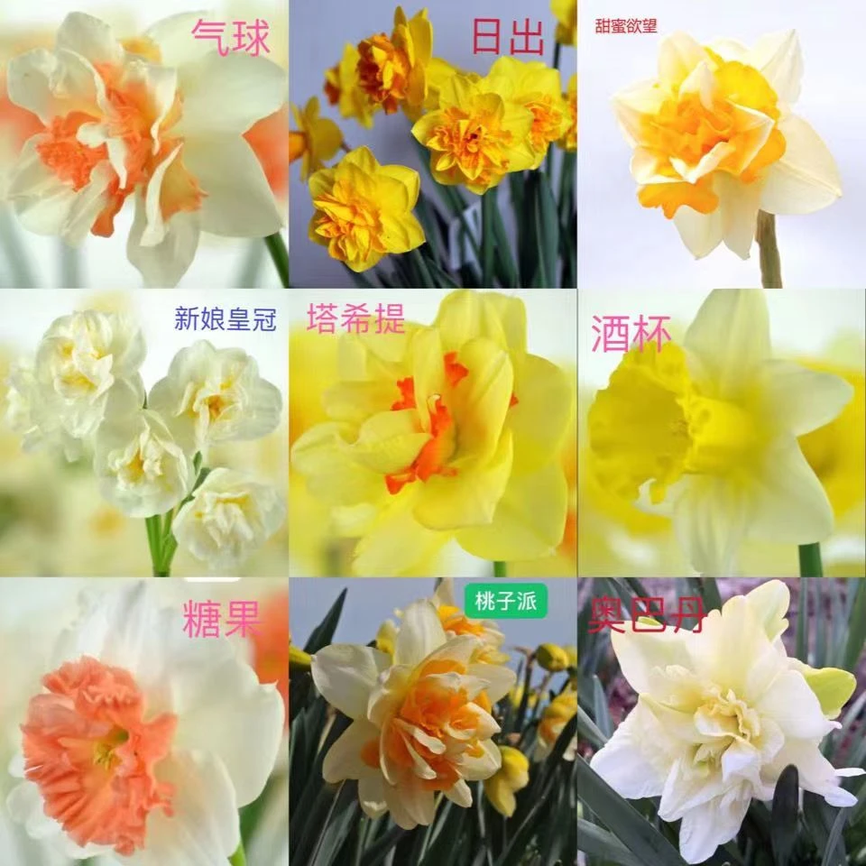 荷兰进口洋水仙种球重瓣水仙花室内外水土培种球耐寒盆栽花卉植物