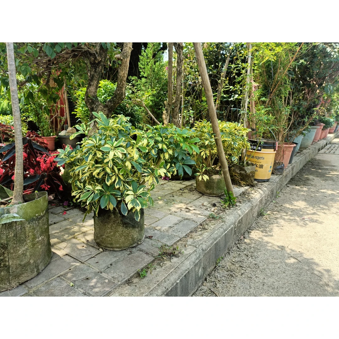 花叶鸭脚木鸭掌木植物木八方来财花卉树发财树室内绿植好养活