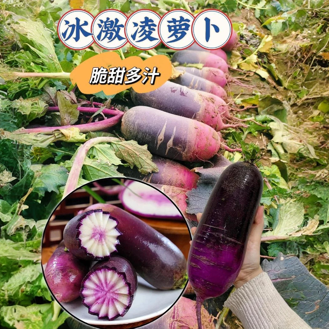 水果萝卜冰激凌天津特产大棚网红冰激凌甜心萝卜生吃现拔现发10斤
