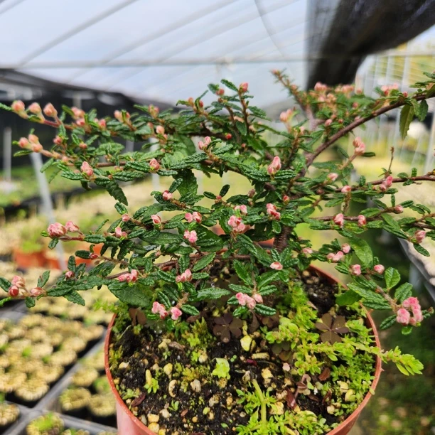 天皇梅日本天皇梅  迷你品种 微盆景素材 会开花绿植物掌上盆栽