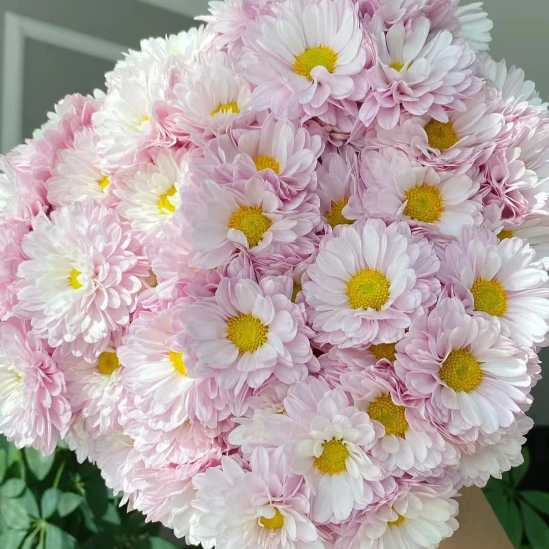 【云梦小菊】 粉色纯真  颜色鲜艳 好开好养 花期特别长