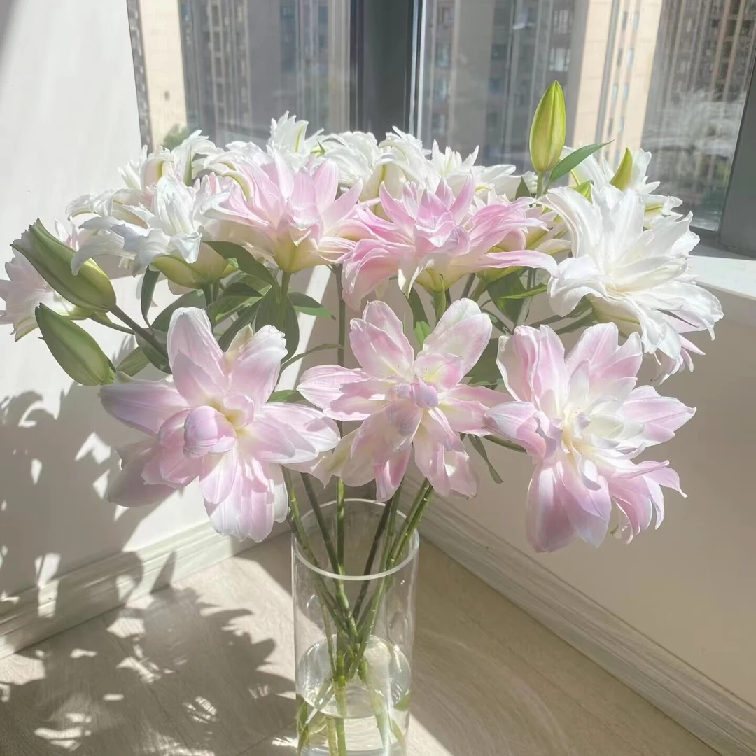 双头【莲花皇后重瓣百合】栀子柠檬清香 夏天小清新叶子