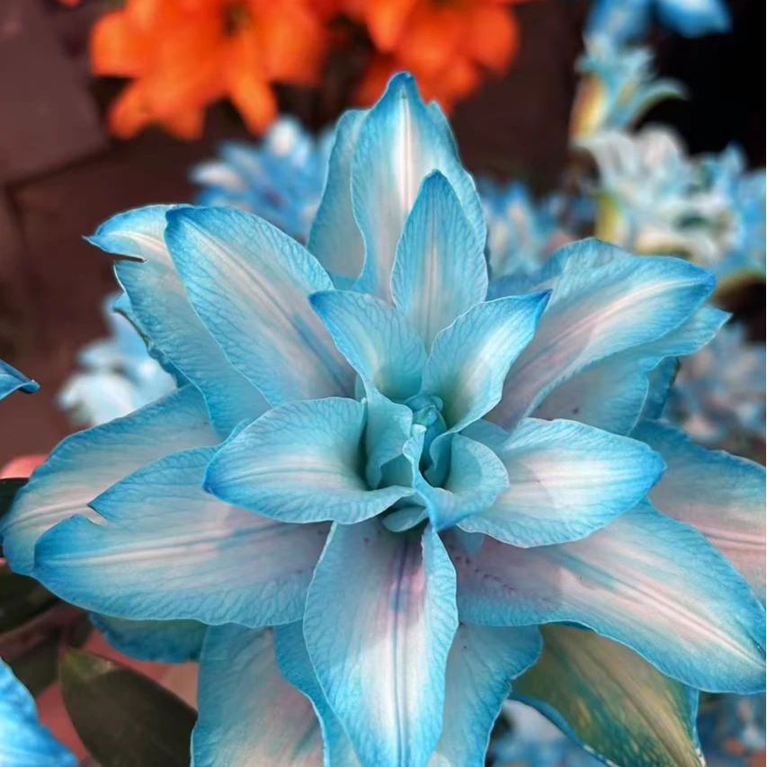 三头【碎冰蓝】重瓣百合 橘子柠檬清香 夏天小清新 冰蓝色 吸色