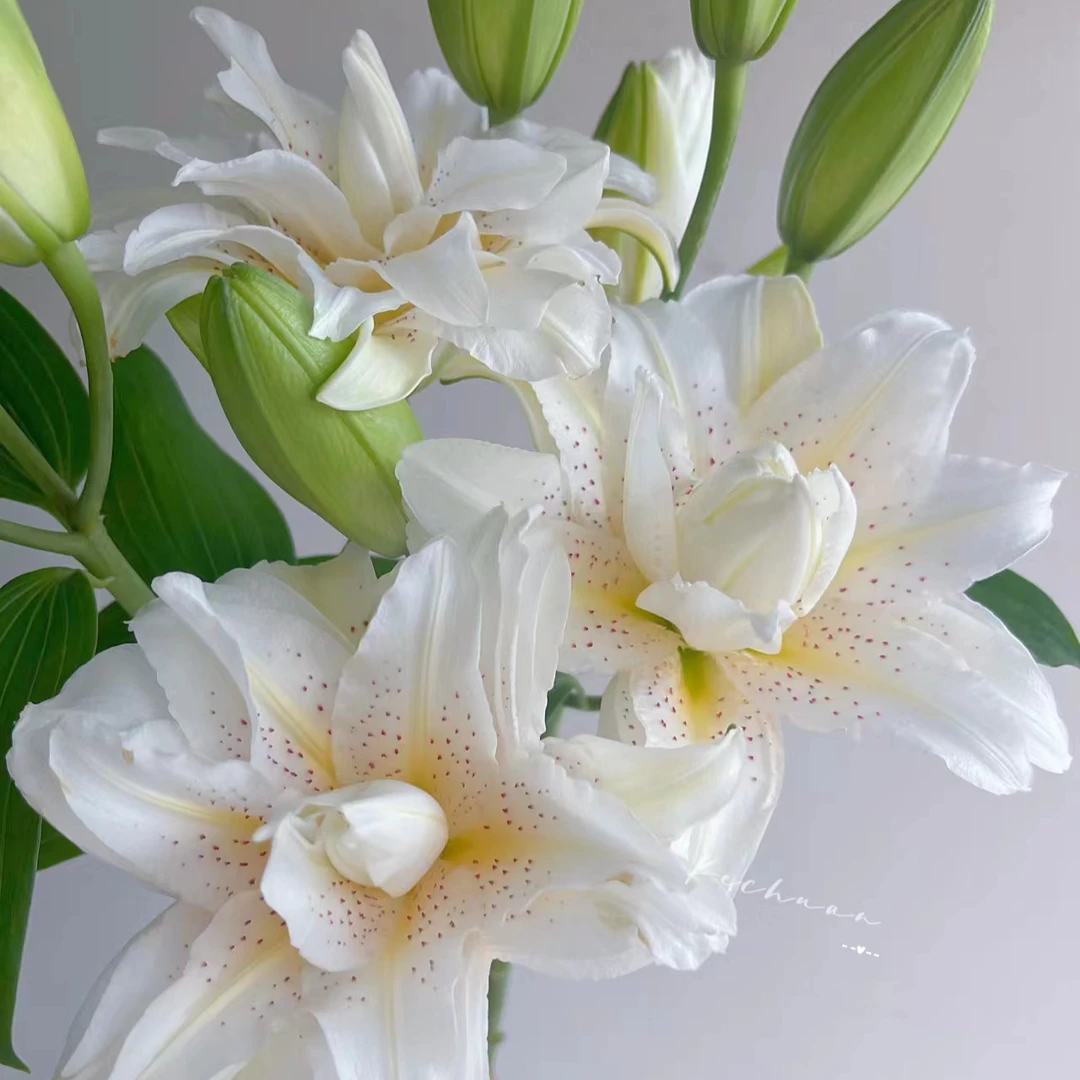 多头【白拉菲】重瓣百合 栀子柠檬清香 夏天小清新 叶子