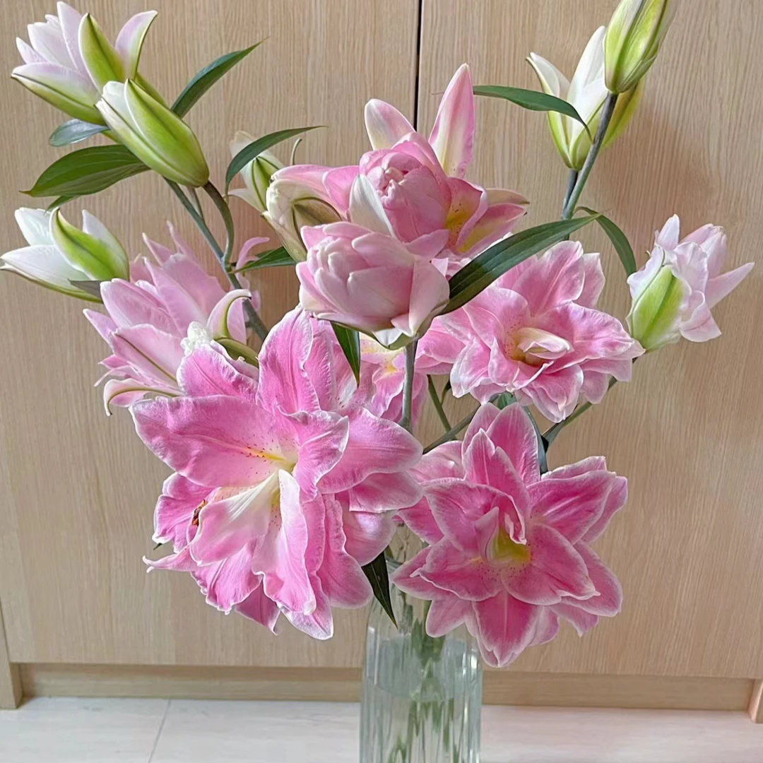 三头【莲花之境】重瓣百合栀子清香 夏天小清新 粉红色  可爱灵动