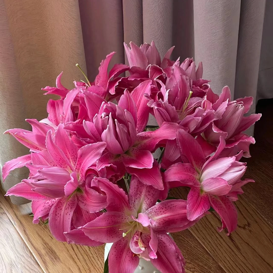 多头 AA级【紫莲花】茉莉白茶 清香 夏天小清新 玫红色