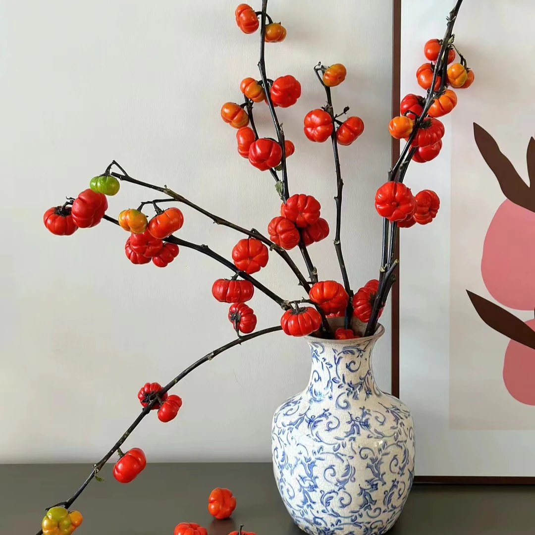 【小楠瓜】红色珍爱 颜色鲜艳 好开好养  花期长