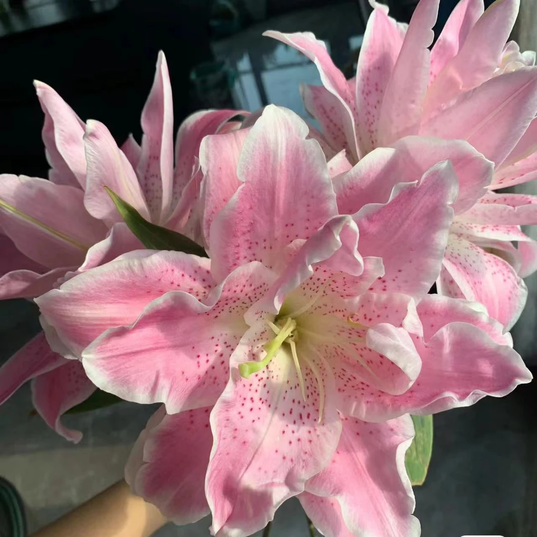 多头【粉拉菲】重瓣百合栀子清香 夏天小清新 粉红色  可爱灵动
