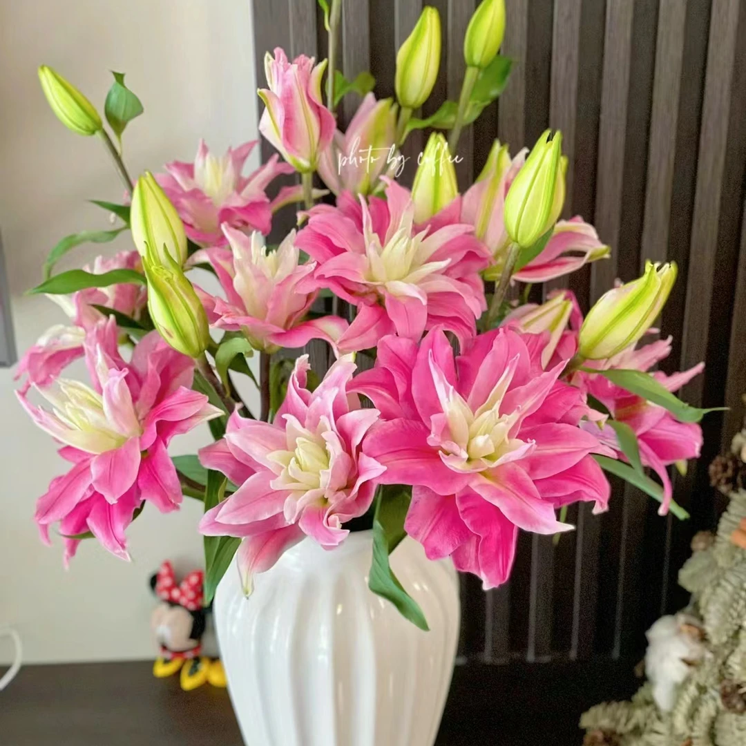 双头【红丝带重瓣百合】栀子柠檬清香 夏天小清新 玫红色