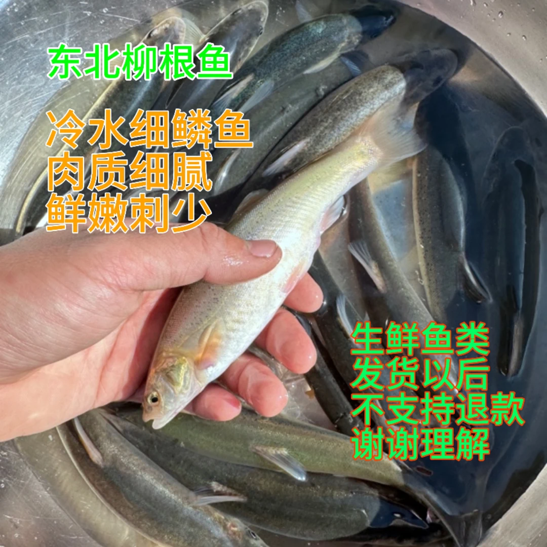 东北特产养殖冷水大柳根 鲜活速冻冷链发货 3斤起包邮